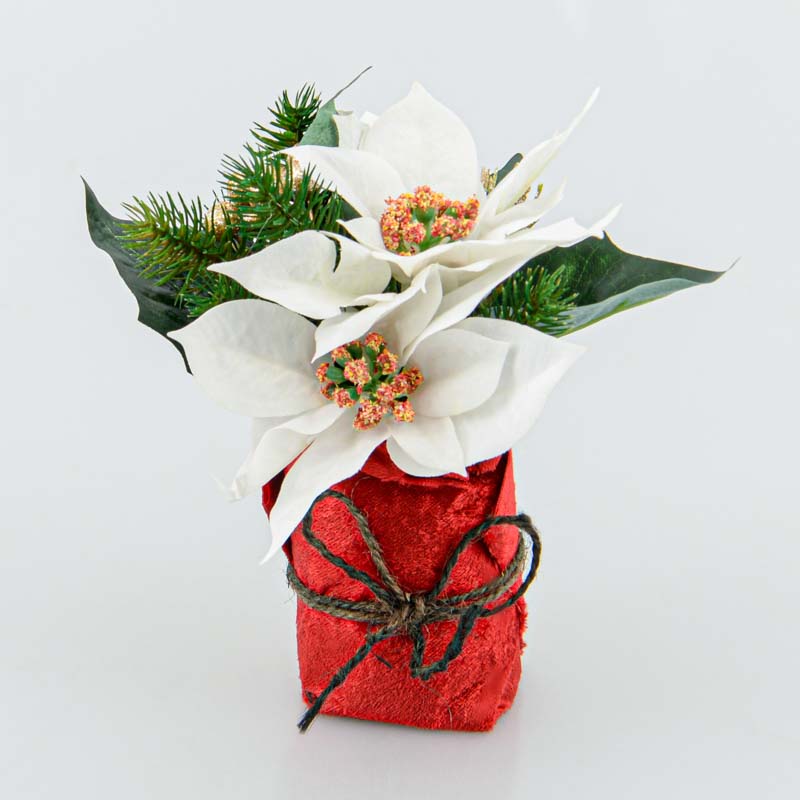 'Poinsettia' en pot crème