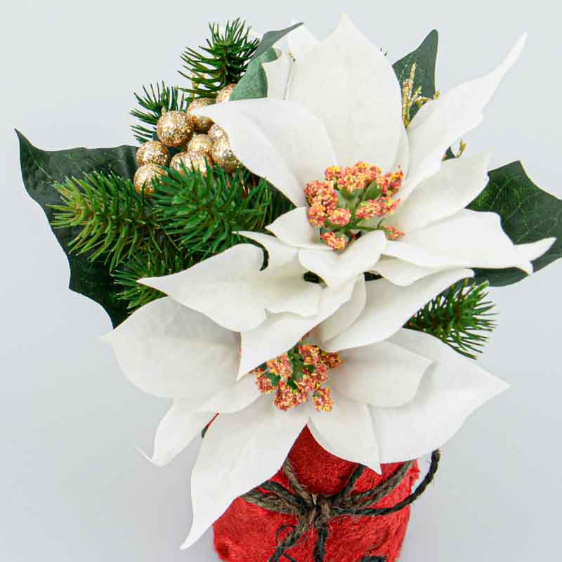 'Poinsettia' en pot crème