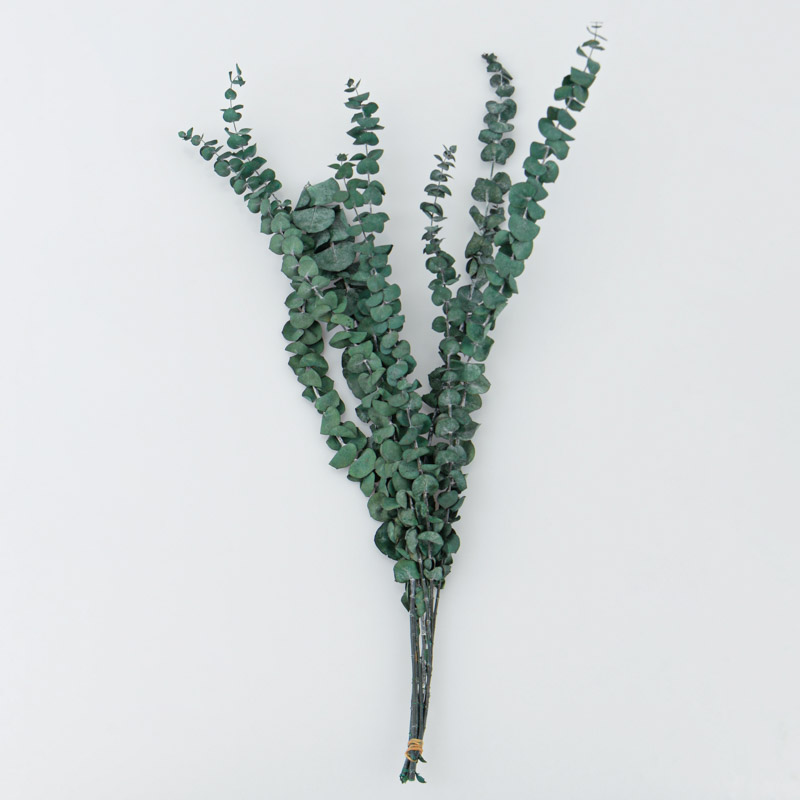 Eucalyptus 'Gunni' séchés