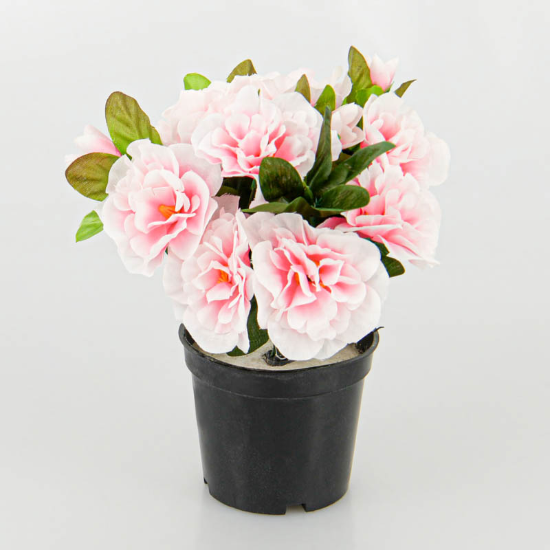 Azalée en pot
