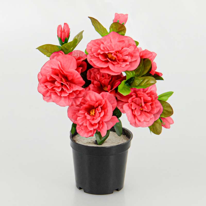 Azalée en pot