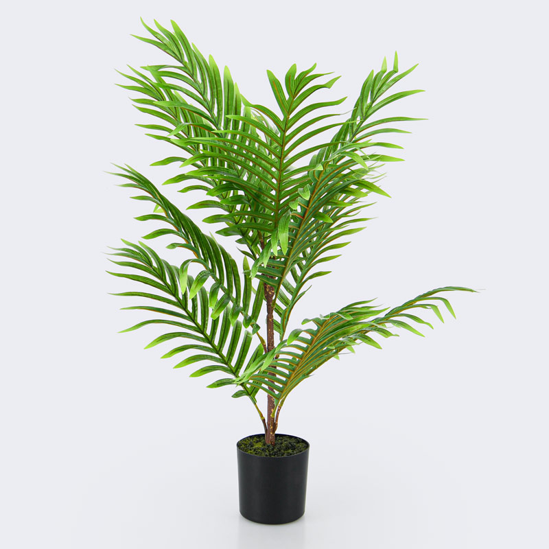 Palmier en pot 'Phoenix'