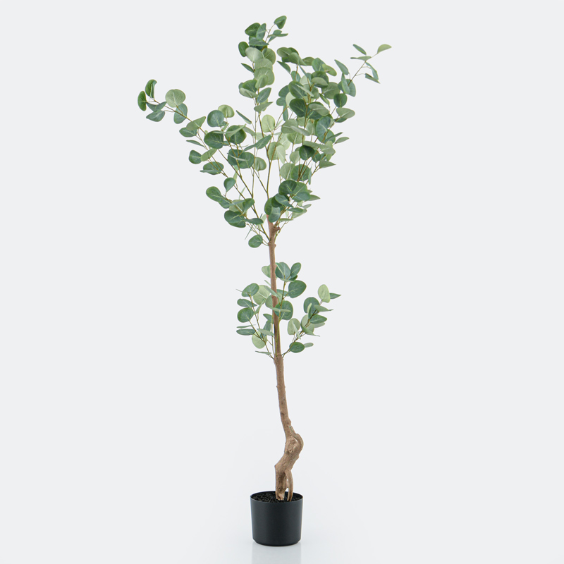 Eucalyptus en pot vert 
