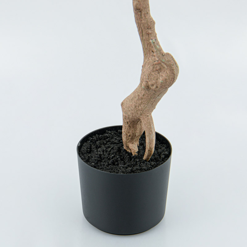 Eucalyptus en pot vert 