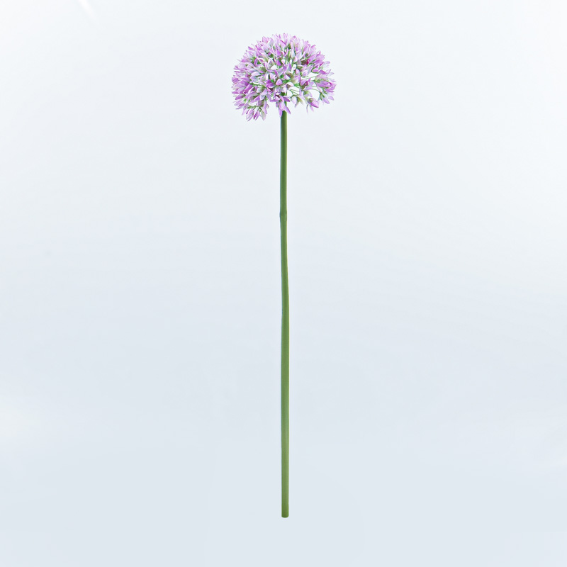 Tête d'ail d'ornement rose 