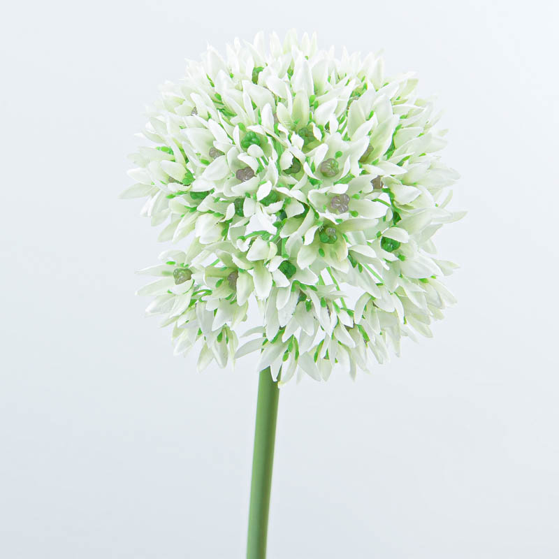 Tête d'ail d'ornement blanc
