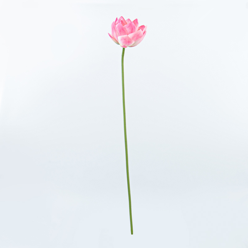 Tige de nénuphar rose  