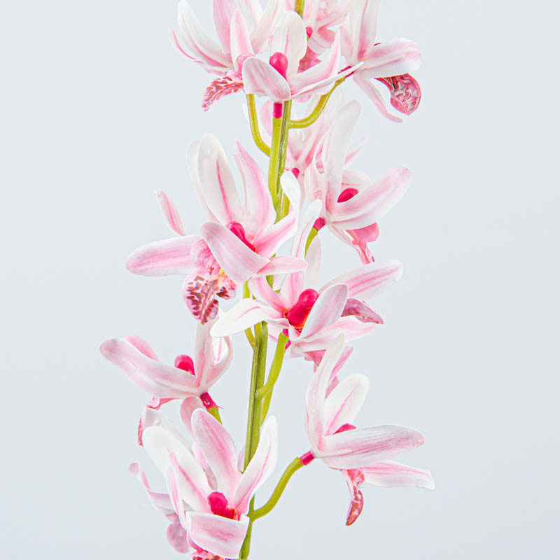 Tige d'orchidées cymbidium 
