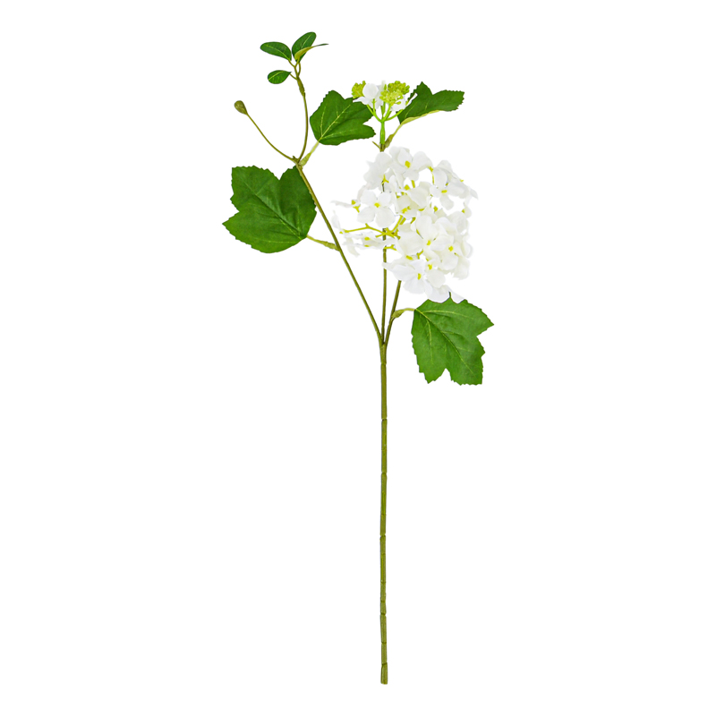 Tige d'Hortensia