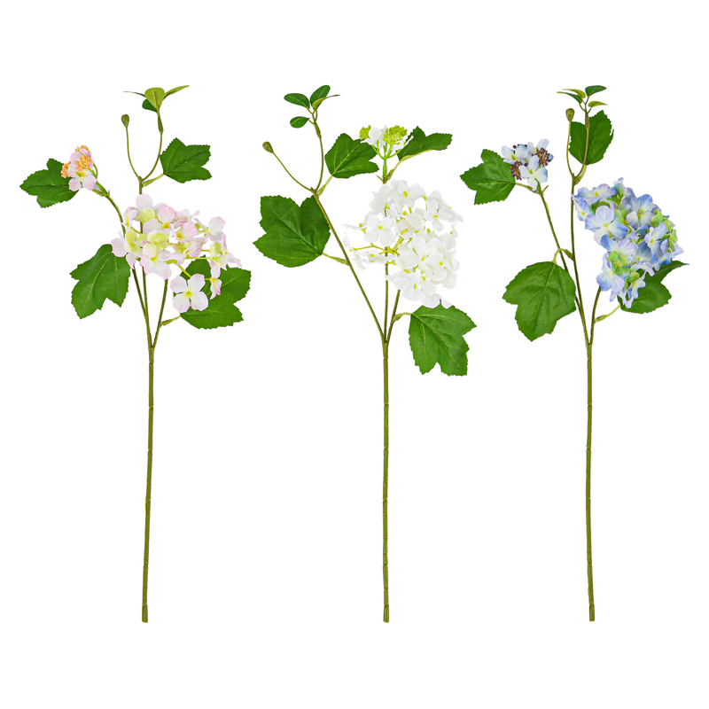 Tige d'Hortensia