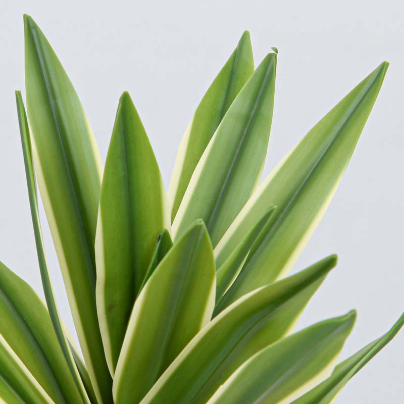 Plante en pot verte