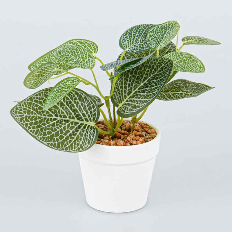 Plante en pot 