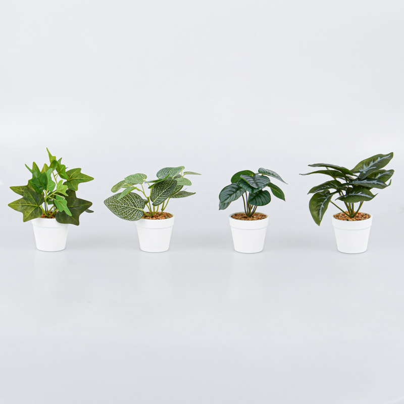 Plante en pot 