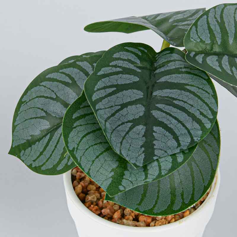 Plante en pot 