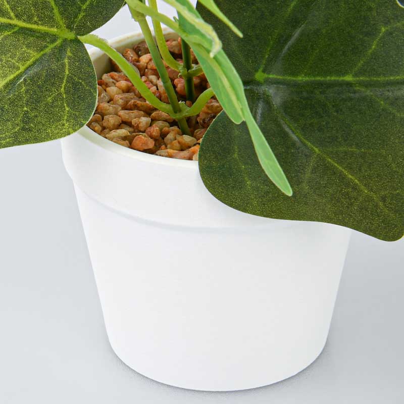 Plante en pot 