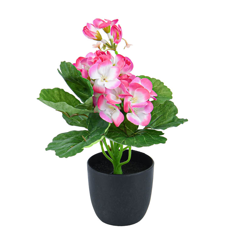 Mini composition de begonia
