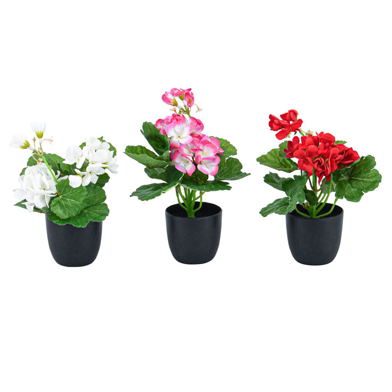 Mini composition de begonia