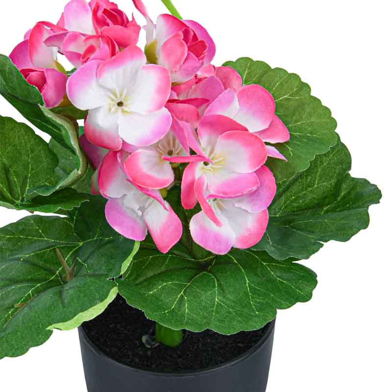Mini composition de begonia