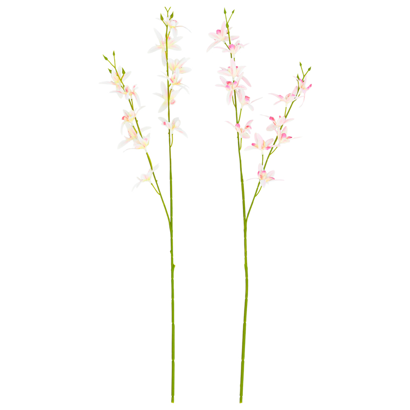 Tige d'orchidée