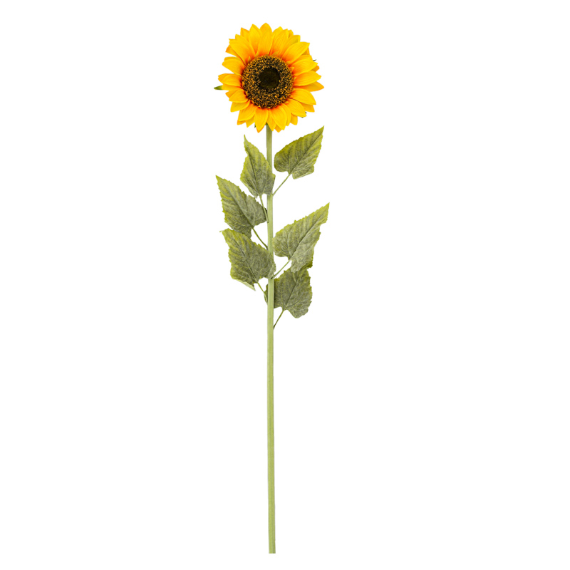 Tige de de tournesol