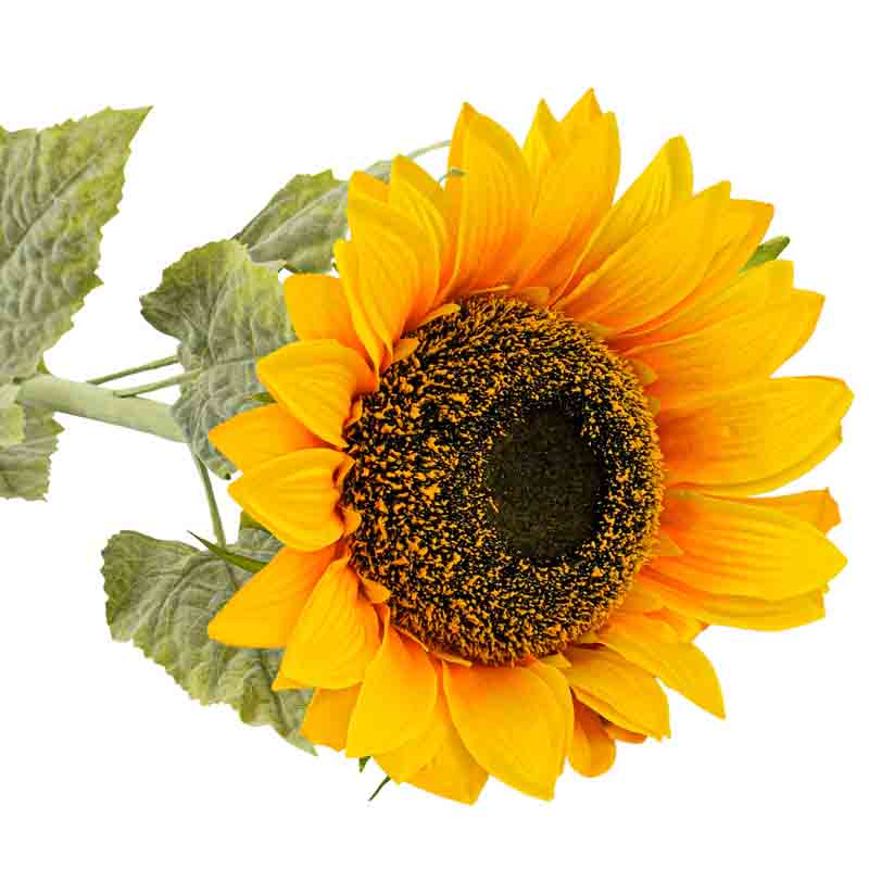 Tige de de tournesol