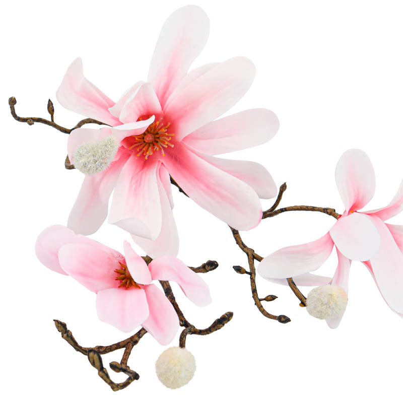 Tige courte de magnolia rose