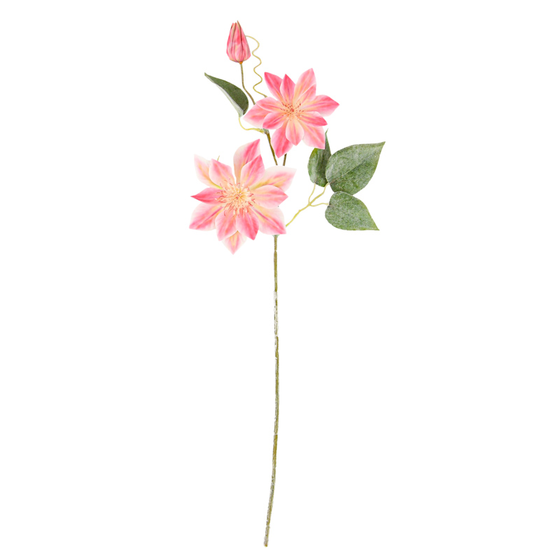 Tige de clématite rose