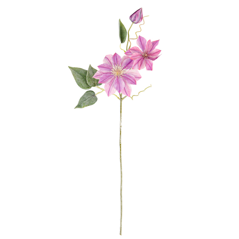 Tige de clématite mauve