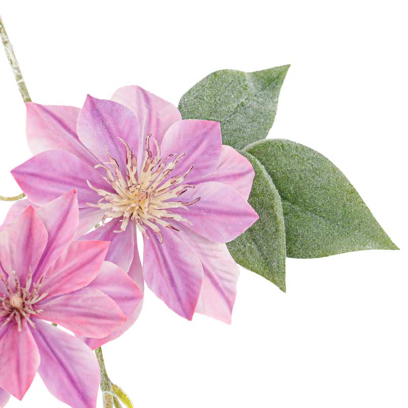 Tige de clématite mauve