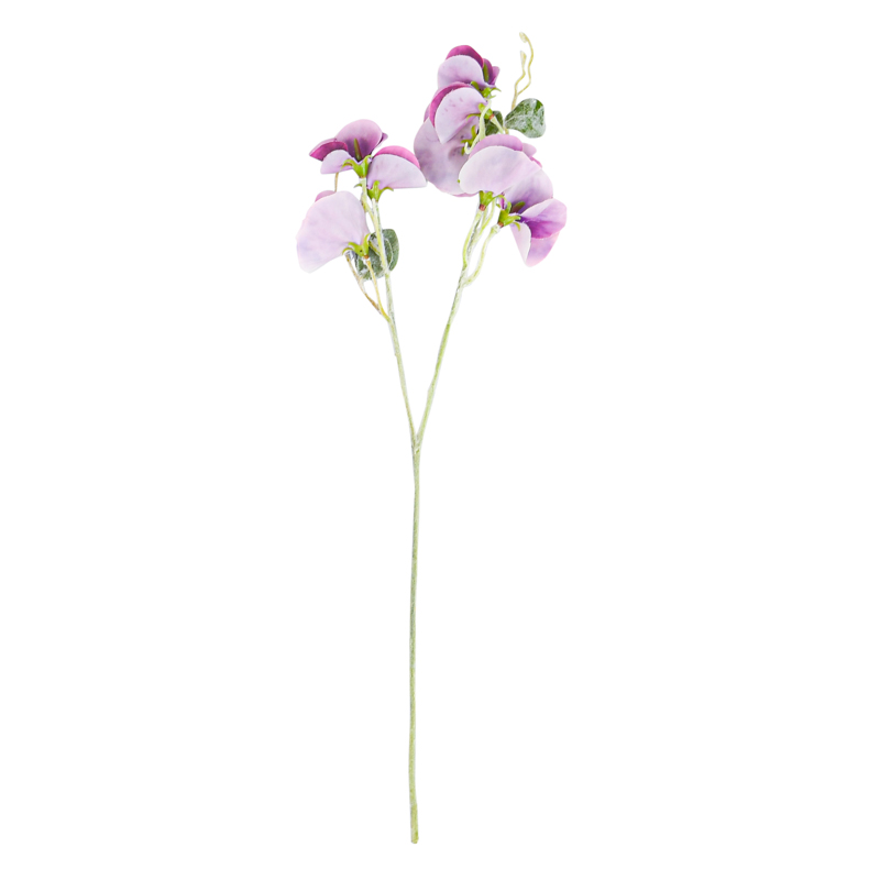 Tige de pois de senteur rose