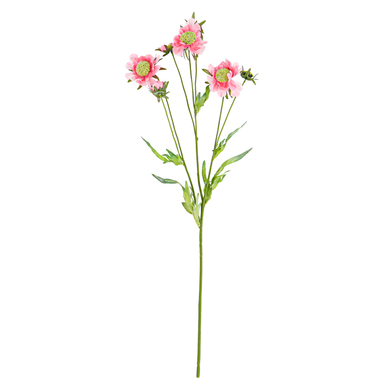 Tige de scabieuse rose