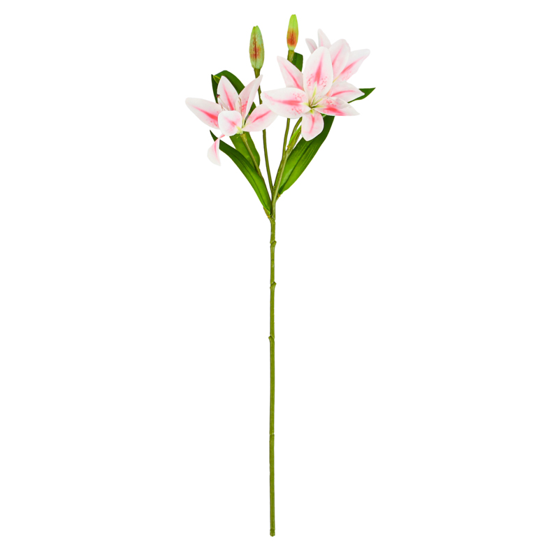 Tige de lys tigre rose