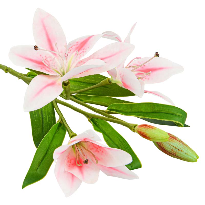 Tige de lys tigre rose