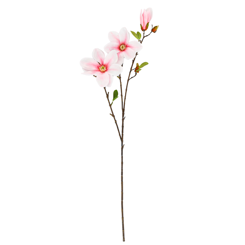 Tige de magnolia géant crème
