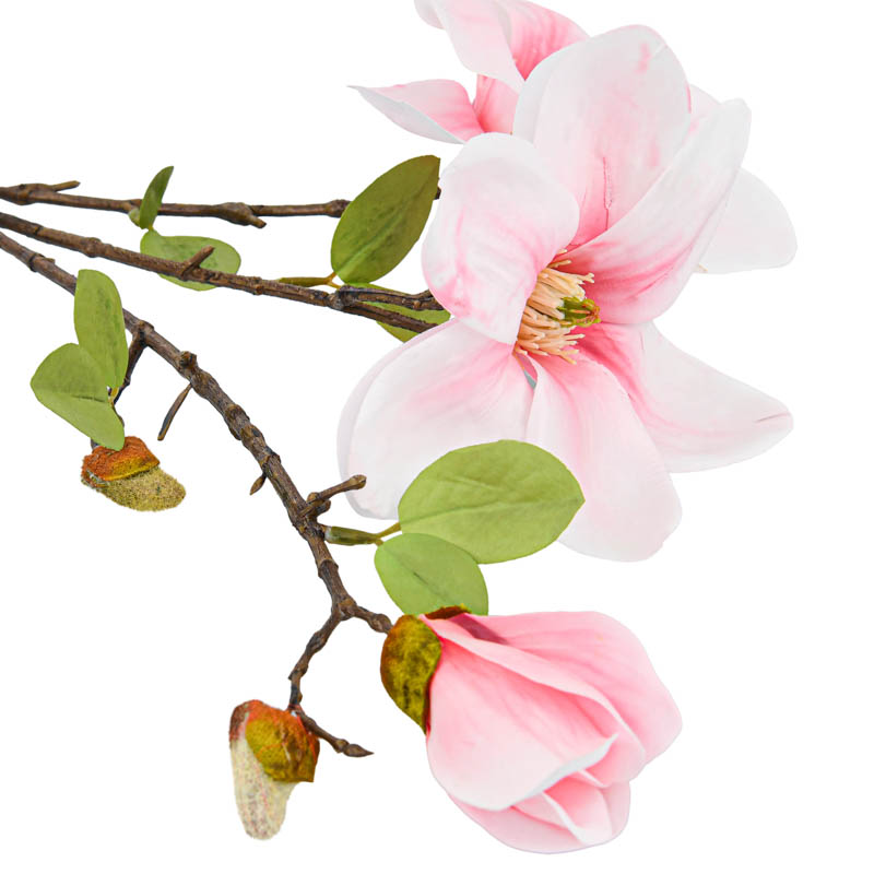 Tige de magnolia géant crème