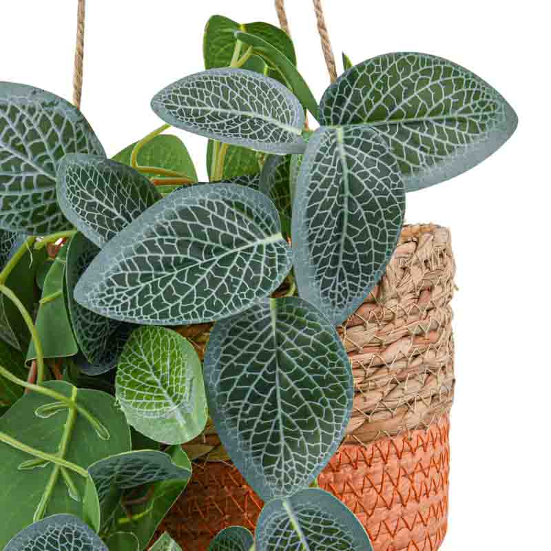 Plante rampante à suspendre dans pot 