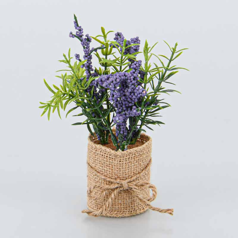 Lavande et romarin en pot 