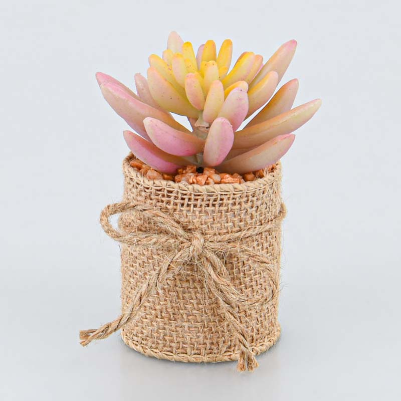 Succulente en pot 