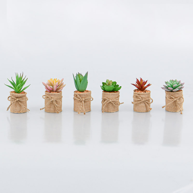 Succulente en pot 