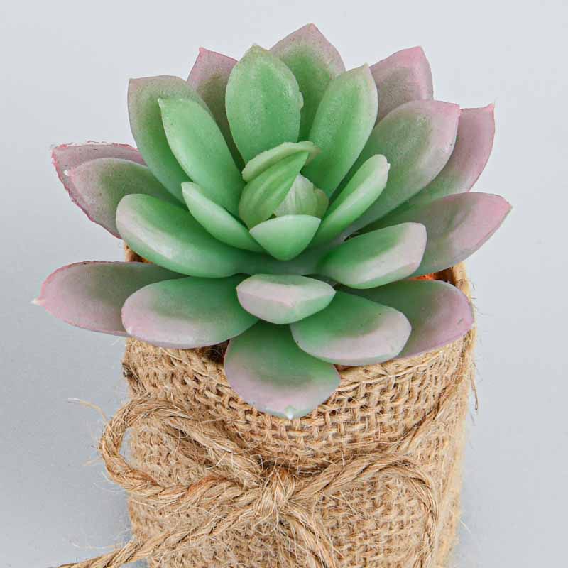 Succulente en pot 