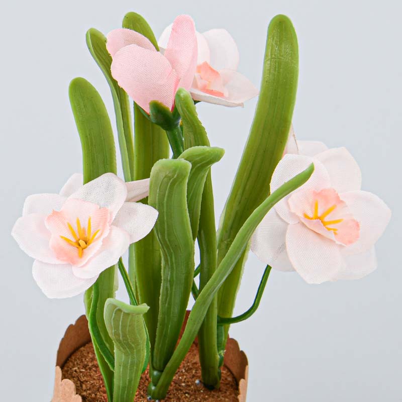 Jonquilles en pot 