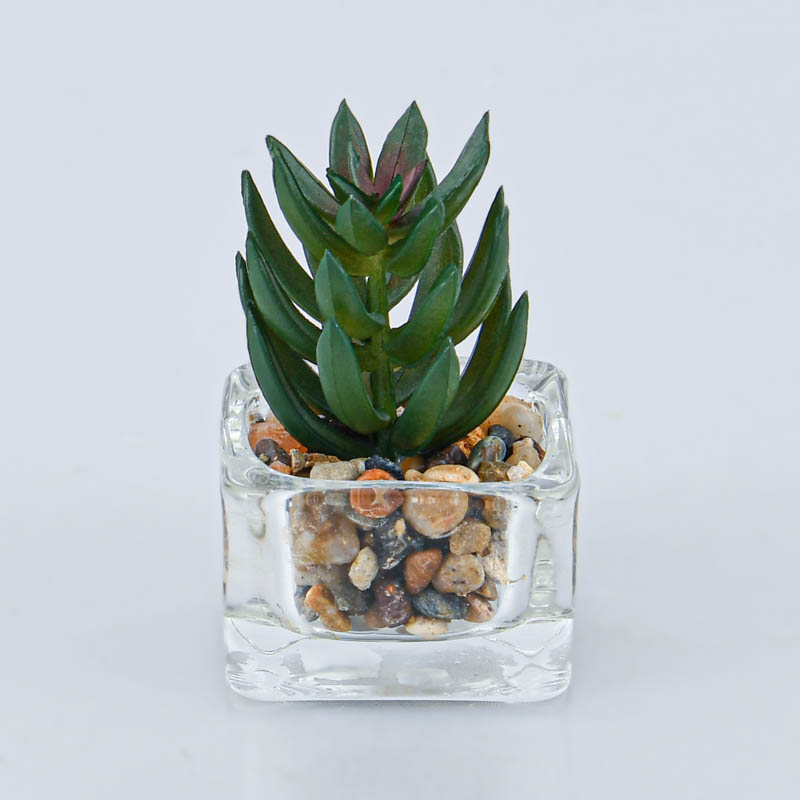 Plante grasse pot carré