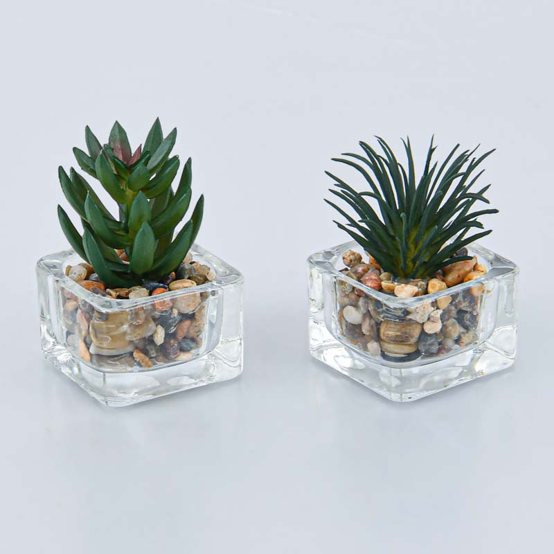 Plante grasse pot carré