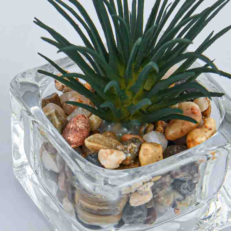Plante grasse pot carré