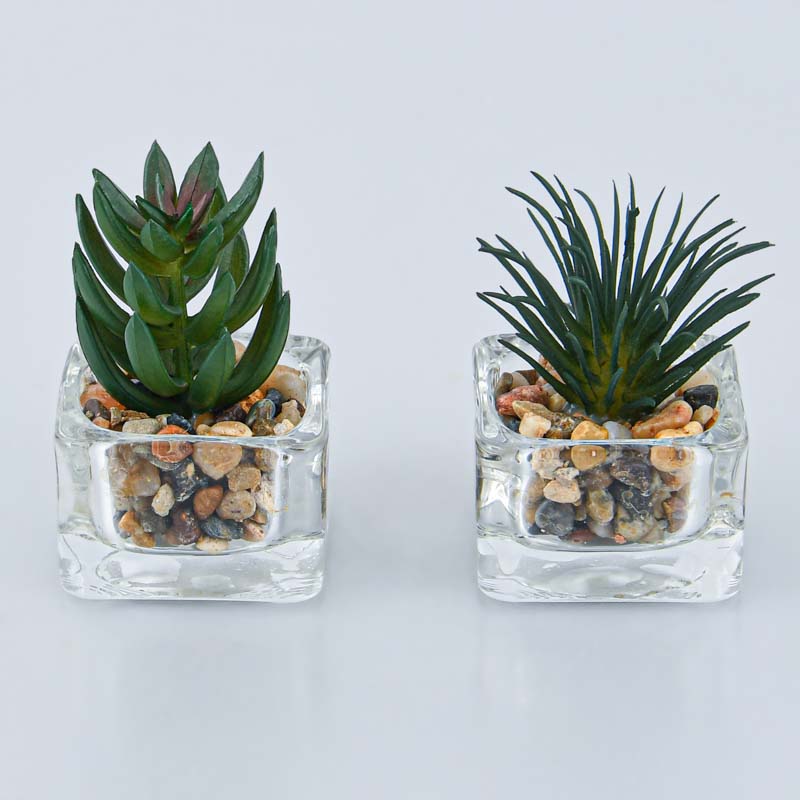 Plante grasse pot carré