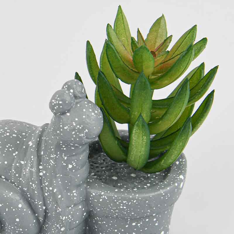 Plante grasse avec animal