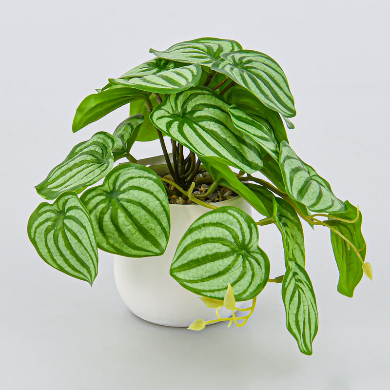 Peperomia caperata en pot