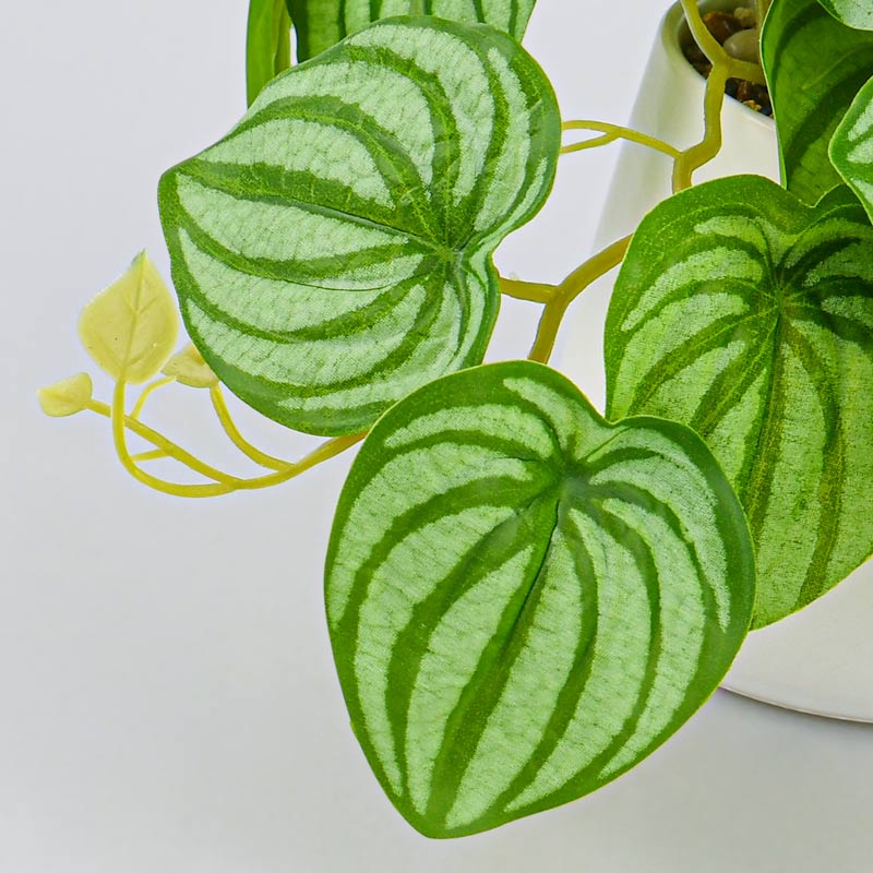 Peperomia caperata en pot