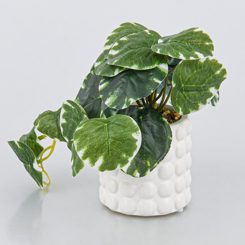 Peperomia vulcano en pot