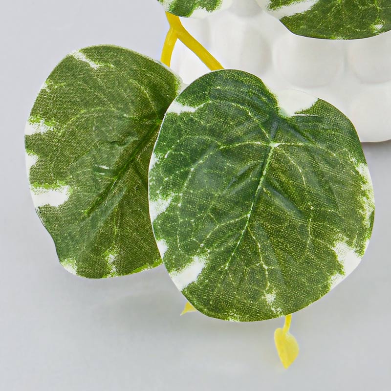 Peperomia vulcano en pot